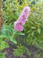 Kolbenspiere Spiere rosa Bayern - Günzburg Vorschau