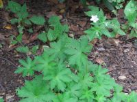 Geranium sylvaticum 'Album' - Wald-Storchschnabel (weiß) - 10 St. Niedersachsen - Jesteburg Vorschau