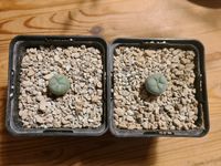 Lophophora diffusa, Kaktus, 5€ pro Stück Stuttgart - Stuttgart-Nord Vorschau