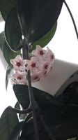 Porzellanblume rosa, Hoya  carnosa, Jungpflanze bewurzelt, Brandenburg - Zeuthen Vorschau