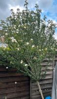 Hibiscus Baum White Chiffon Nordrhein-Westfalen - Moers Vorschau