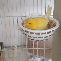 1 Pärchen gelb Kanarienvögel,  Kanarien Nordrhein-Westfalen - Herne Vorschau