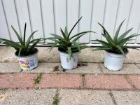 Alworthia Aloe Black Gem Sukkulente Zimmerpflanze Niedersachsen - Emstek Vorschau