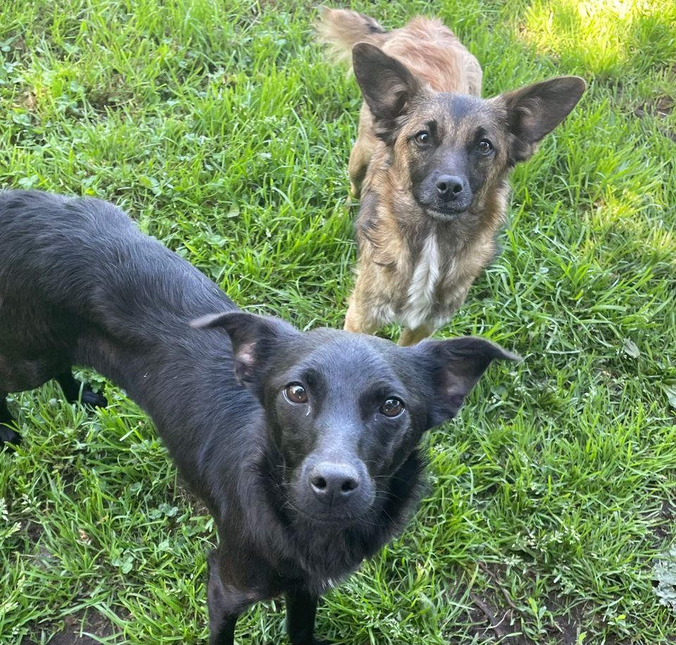 Pako - freundlicher Familienhund in Rahden