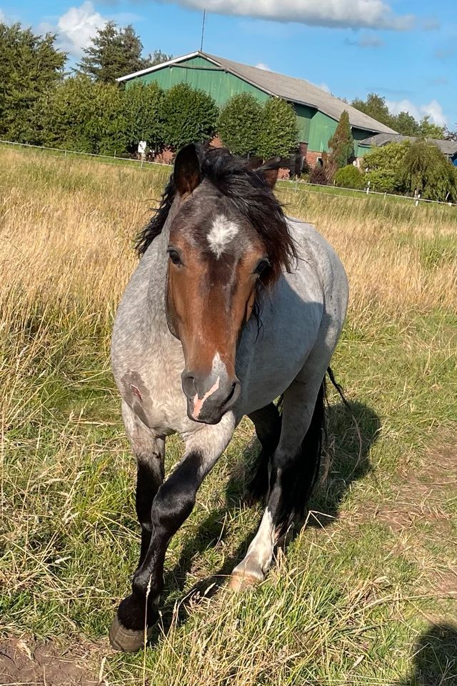 Perlino Welsh D Cob Deckhengst sucht Pflegebeteiligung!⭐️ in Itzehoe