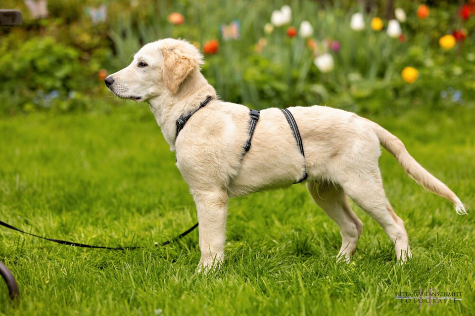 Zeusi, Golden Retriever-Pyrenäen-Berghund-Mix, 4 M., männlich in Lauf a.d. Pegnitz