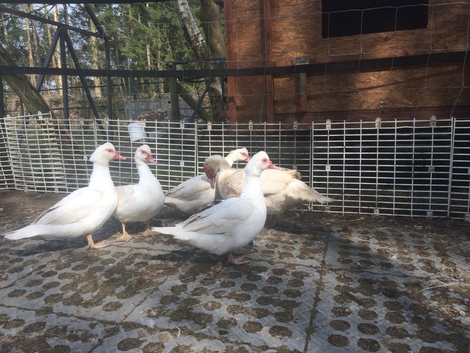 Flugenten warzenente  barbarieente Ente Küken in Soltau