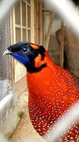 Tragopan Satyr Sachsen - Hirschstein Vorschau