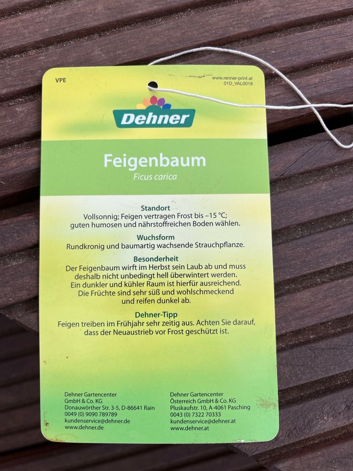 Feigenbaum in Pflanztasche in Eppelborn