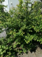 Wildpflaume zu verschenken Strauch Baum Dresden - Schönfeld-Weißig Vorschau