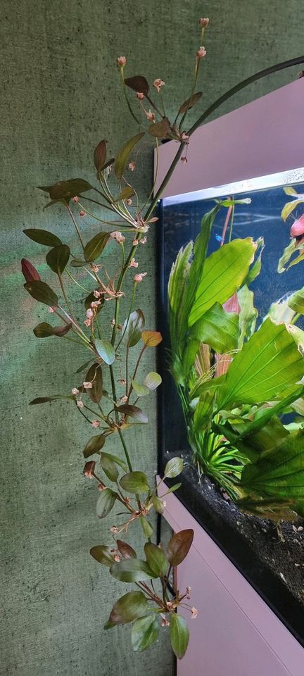 Wasserpflanze Echinodorus "Reni" in Inden