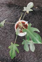 Philodendron Florida Green Nordrhein-Westfalen - Marl Vorschau