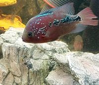 Flowerhorn Super Red Classic Weibchen King Kamfa Hamburg-Mitte - Hamburg Wilhelmsburg Vorschau