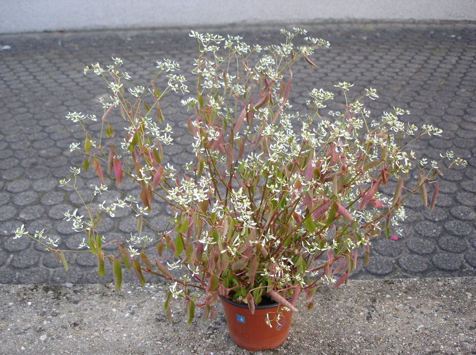 Zauberschnee 2 (Euphorbia) nicht winterhart. in Rudersberg
