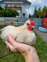 Zwerghahn Watermaalsche Bartzwerge Herburgshühner Mix Hühner Niedersachsen - Langenhagen Vorschau