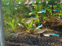 Japan Blue Endler Guppy Sachsen - Krostitz Vorschau