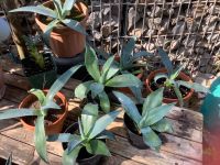 Agave mediterrane Freilandpflanze Baden-Württemberg - Gechingen Vorschau