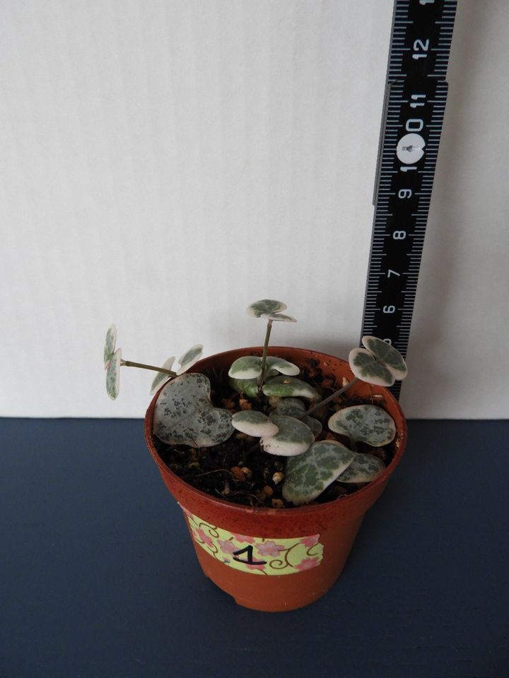String of Hearts Ceropegia woodii Variegata Baby Pflanze in Karlsruhe