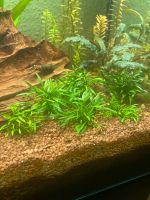 Cryptocoryne Parva Berlin - Lichterfelde Vorschau