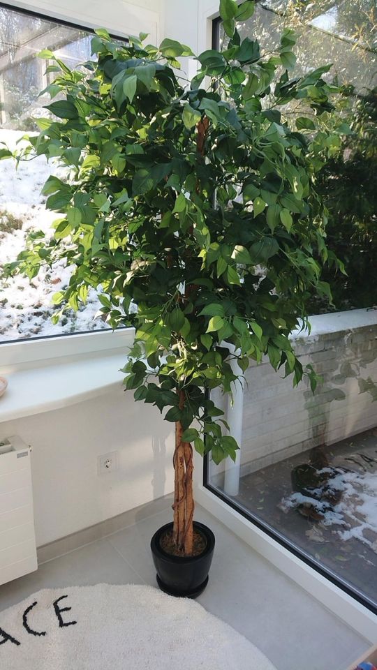 Ficus-Benjamini Kunstbaum, 180 cm hoch, an Abholer Saarbrücken in Saarbrücken