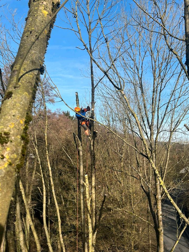 Baumpflege Baumfällung Baumschnitt in Marienmünster