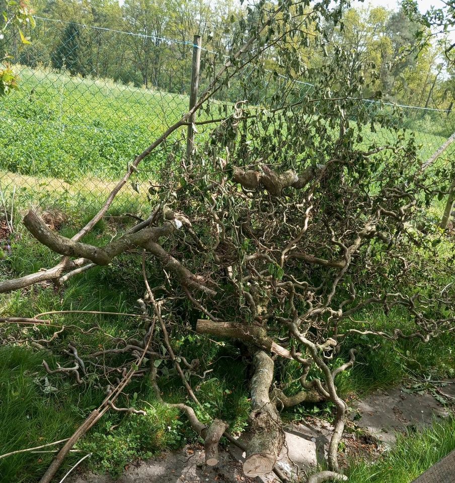 Korkenzieher Haselnuss Zweige in Schönaich