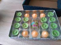 PartyLite Frühlingsmelodie Teelichter Thüringen - Zeulenroda Vorschau