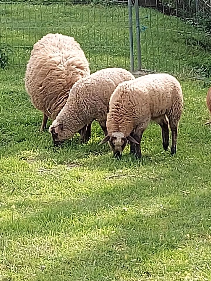 Mischling Schafbock in Weiden b Weimar Thür