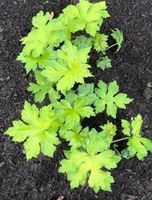 Hydrophyllum canadense,Kanad. Wasserblatt,Rarität,Blatt Staude Niedersachsen - Zeven Vorschau