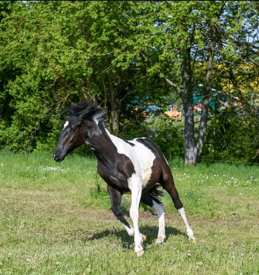 Paint Horse Stute Absetzer Schecke Pinto Tobiano in Treffurt