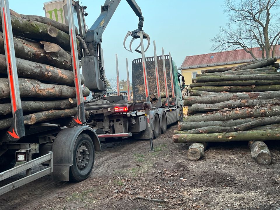 Kaminholz Brennholz Stammholz Buche in Berlin