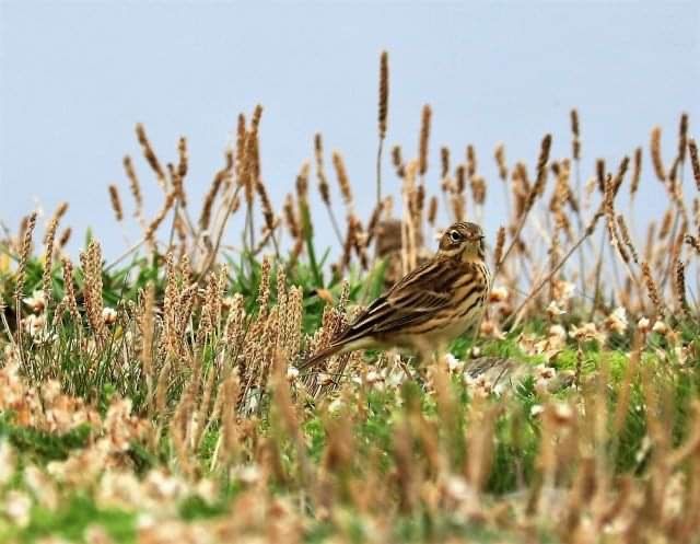 Garten,Wiese oder auch gern kleines Waldstück gesucht in Marxzell