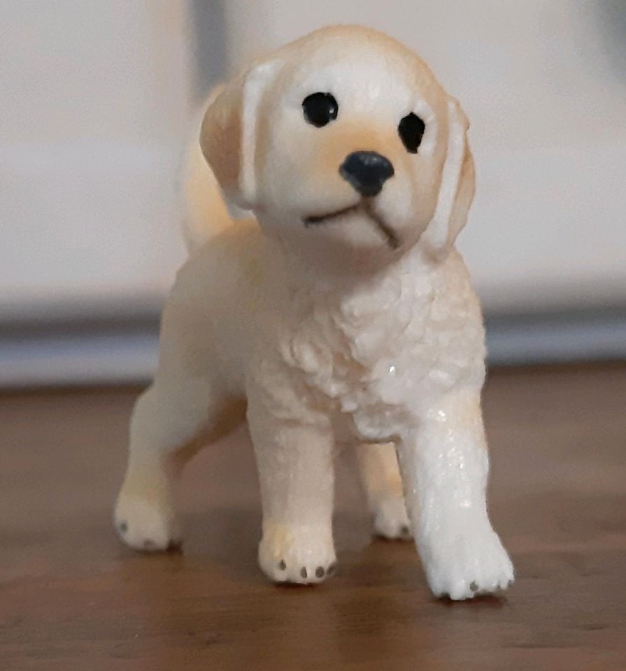 Golden Retriever Welpe SCHLEICH in Gummersbach