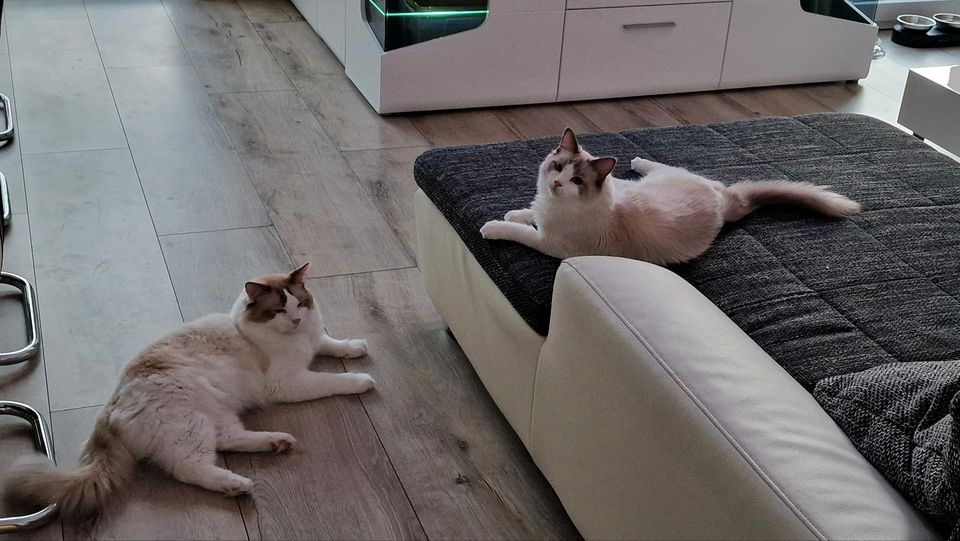 Reinrassige Ragdoll Katzen mit Stammbaum abzugeben in Salzgitter