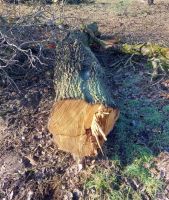 Birnenbaum, Birnenholz, Hartholz Bayern - Heßdorf Vorschau