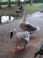 Gänse Eier, Afrikanische Höckergänse, Höckergans, Gans Bayern - Untergriesbach Vorschau