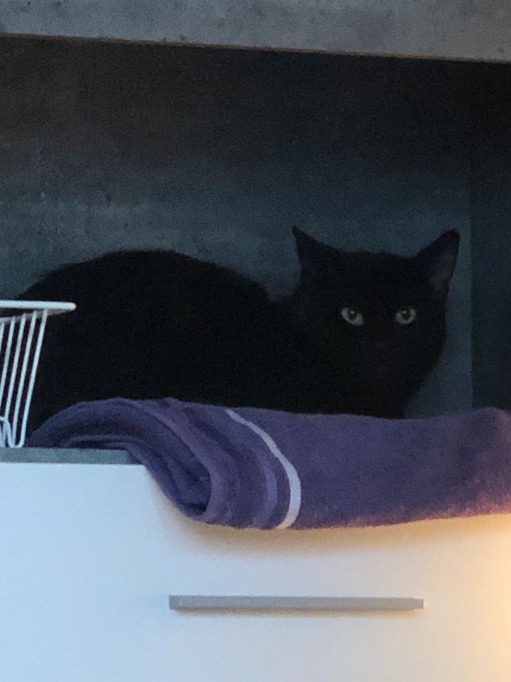 Schwarzhaarige Katze in Essen