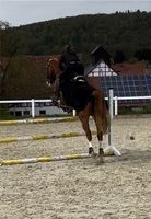 Suche Reitbeteiligung (Pferd sucht Reiter) Hessen - Witzenhausen Vorschau