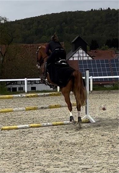 Suche Reitbeteiligung (Pferd sucht Reiter) in Witzenhausen