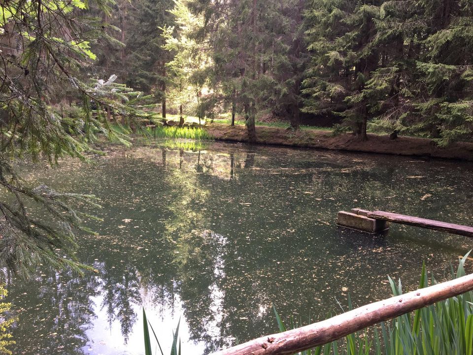 Teich - Angelteich - Fischteich - Waldgrundstück - Idylle in Bad Hersfeld