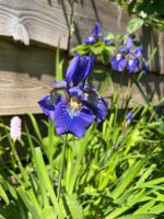 Sibirische Iris Schwertlilie Uferpflanze Teichpflanze Niedersachsen - Haren (Ems) Vorschau