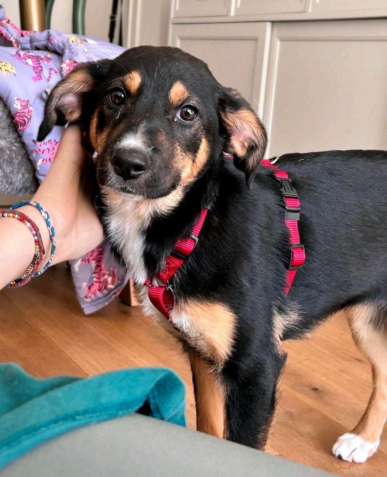 Welpenmädchen Juna sucht ihr Zuhause ❤️ in Teltow