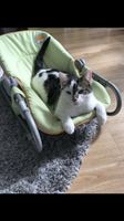 Vermisst/ entlaufen!!! Kater Stubsi Hessen - Baunatal Vorschau