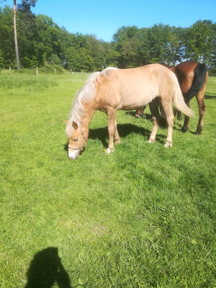 Edelbluthaflinger Stutfohlen /Jährling in Emsbüren