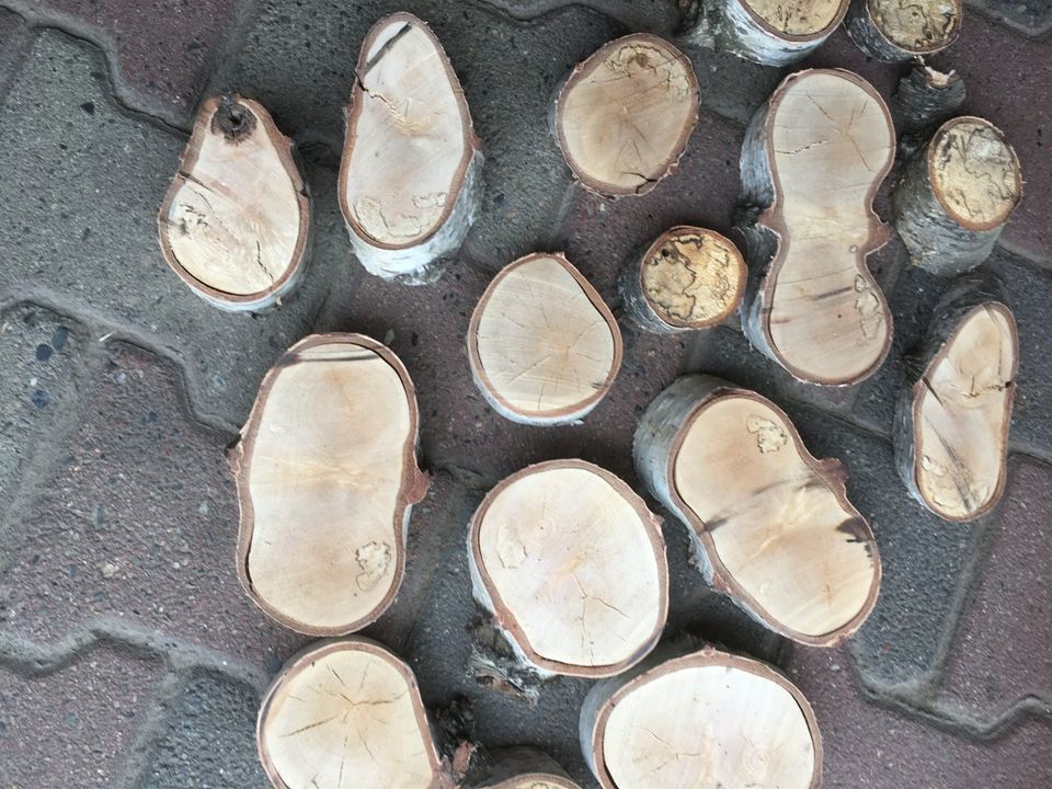 Baumscheibe Konvolut Birkenscheibe Deko Hochzeit Holz Basteln in Bernau