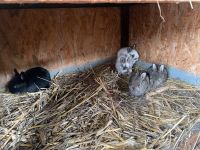 Hasenbabys Sachsen-Anhalt - Finneland Vorschau