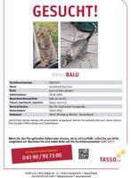 Balu wird schmerzlich vermisst Nürnberg (Mittelfr) - Aussenstadt-Sued Vorschau