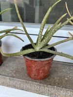 Verschiedene Aloe Vera Pflanzen abzugeben Baden-Württemberg - Berg Vorschau