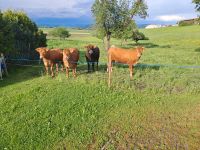 Limousin Kalbinnen Baden-Württemberg - Hüfingen Vorschau