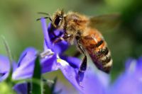 Bienenvölker Carnica mit GZ auf Zanderbeuten 2024 Baden-Württemberg - Rastatt Vorschau